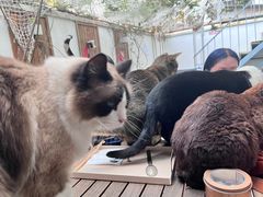 -喵屿·大理花园猫咖