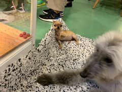 -藦茜花园宠物主题亲子互动体验馆(国顺东路店)