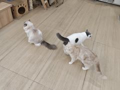 -是阿柴呀！柴犬咖啡·爱喵喵猫咖