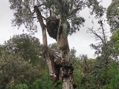 -墨尔本皇家植物园