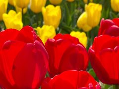 -大宁郁金香公园-停车场