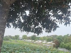 -梁子湖东篱老屋生态庄园