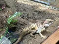 -帕帕拉兹宠物(亚洲旗舰店)