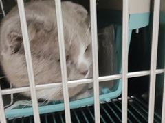 -宠福鑫康馨动物医院·骨科·眼科