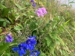 -白草畔自然风景区