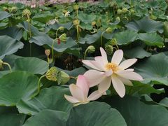 -莲花池公园