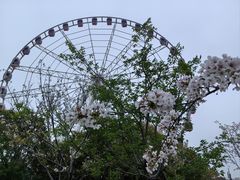 -顾村公园