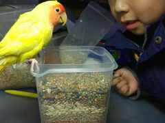 -明明手养鹦鹉(堤角花鸟宠物大世界店)