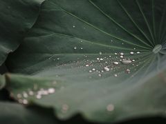 -三圣花乡旅游区