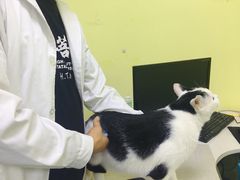 -佳怡动物医院·平价24小时·猫专科骨外科