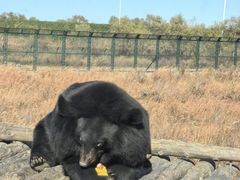 -黑瞎子岛探秘野熊园