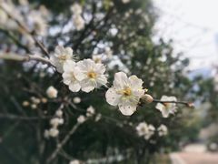 -玉树公园