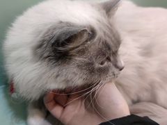 -喵喵咪呀布偶猫咖(春熙路店)