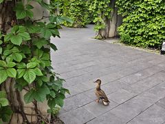 -蔓兰家的四季S0餐厅·融合菜(当代MOMA店)