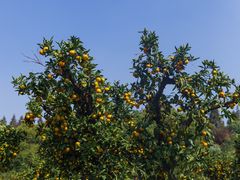 -滨江森林公园-真人CS野战场