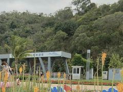 -野狸岛