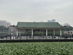 -荔湾湖公园