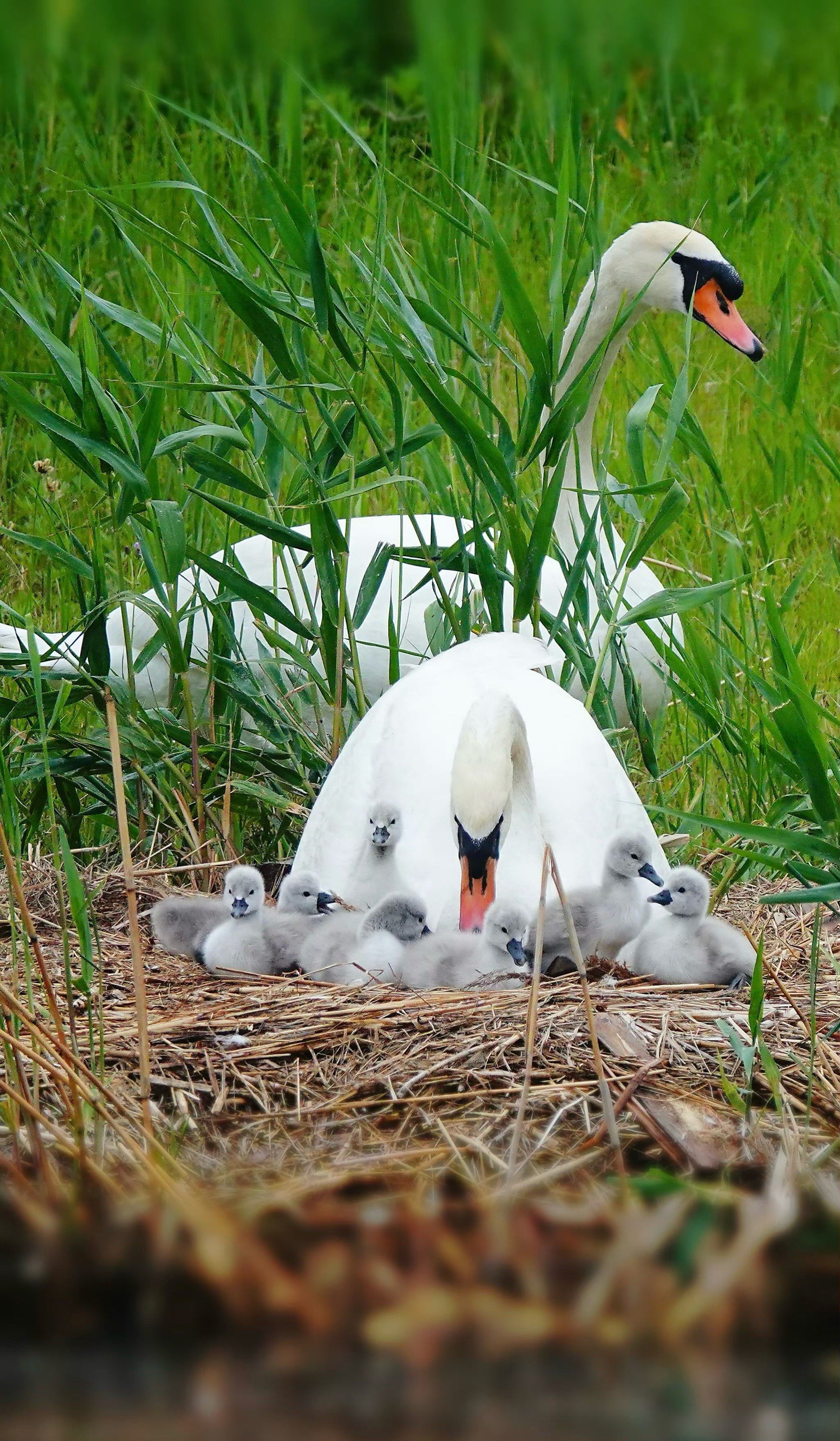 终于拍到了❗️天鹅🦢一家其乐融融