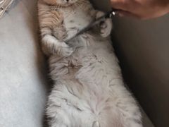 -猫儿山۰猫主题餐厅