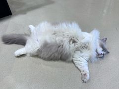 -藏猫猫咖啡主题馆(中央大道店)