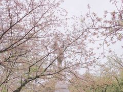 -武汉大学-樱园