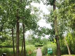 -滕州微山湖红荷湿地景区