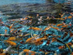 -顺德南宏海立方海洋公园
