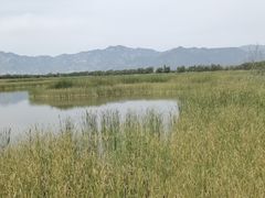 -野鸭湖国家湿地公园