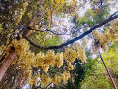-火炉山森林公园