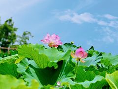 -成都市文化公园