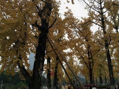 -百林公园-两江幸福广场
