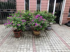 -上海外国语大学(虹口校区)