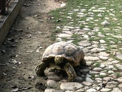 -广东惠东海龟国家级自然保护区