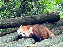 -都江堰中华大熊猫苑