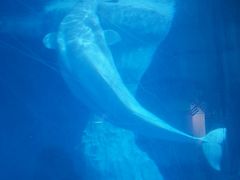 -海合安武汉极地海洋公园