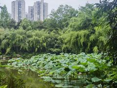 -龙头寺公园