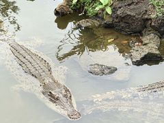-海南热带野生动植物园