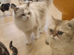 -有喵·猫咖·狗咖·30几只猫10只小狗(岗厦店)