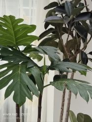 -HEYAN荷妍专业脱毛连锁机构