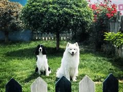-趣玩宠物乐园寄养训犬训狗游泳池