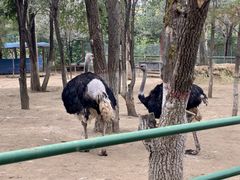 -青藏高原野生动物园