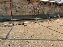 -绵阳盛世樱花悠乐谷