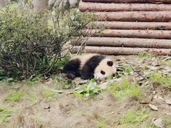 -中国大熊猫保护研究中心雅安碧峰峡基地