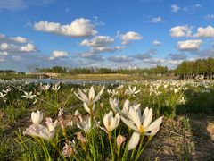 -春花秋色城市公园