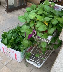 点击看大图 -喜乐汇·婚车(华润橡树湾3期店)