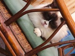 -猫色咖啡·猫咖