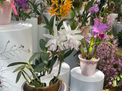 -中国科学院华南植物园