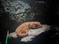 -暹罗海洋世界