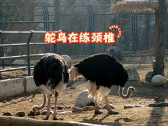 -大连森林动物园