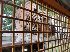 -上海野生动物园